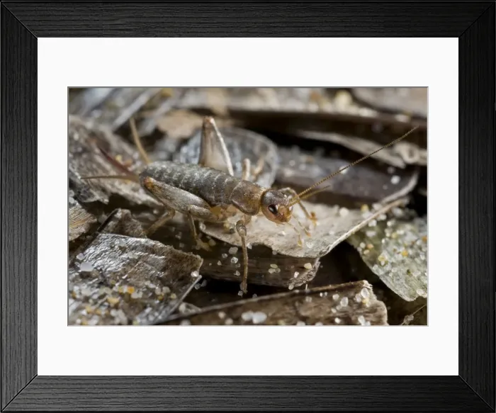 Framed Print : Scaly Cricket on beached sea grass (Posidonia) Framed Print : Scaly Cricket on beached sea grass (Posidonia)