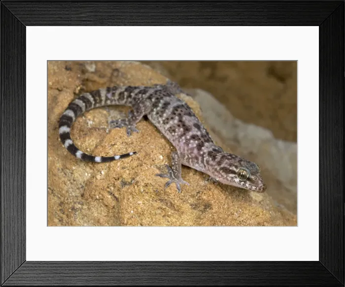 Framed Print : Turkish Gecko - Italy Framed Print : Turkish Gecko - Italy