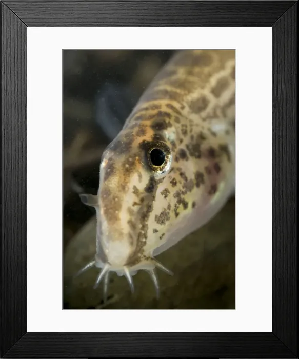 Framed Print : Italian Spined Loach - Italy Framed Print : Italian Spined Loach - Italy