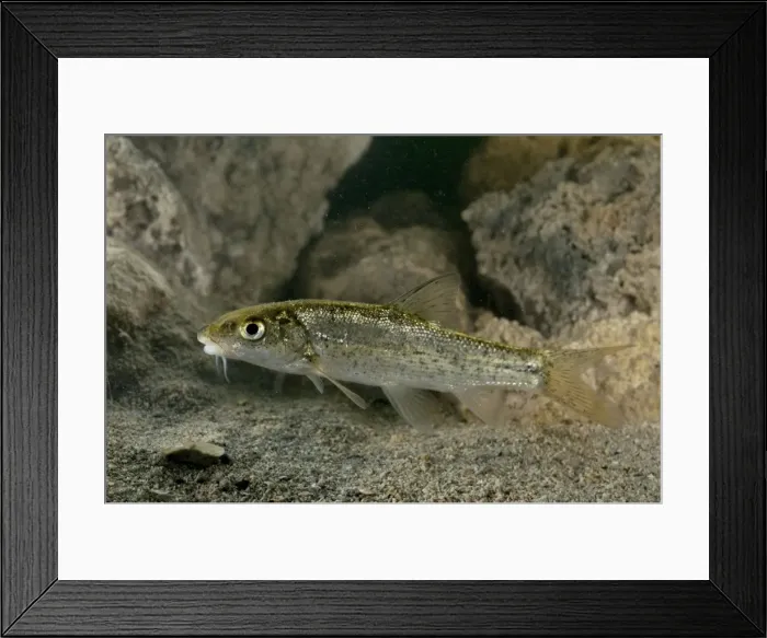 Framed Print : Italian Barbel - young - Tuscany - Italy Framed Print : Italian Barbel - young - Tuscany - Italy