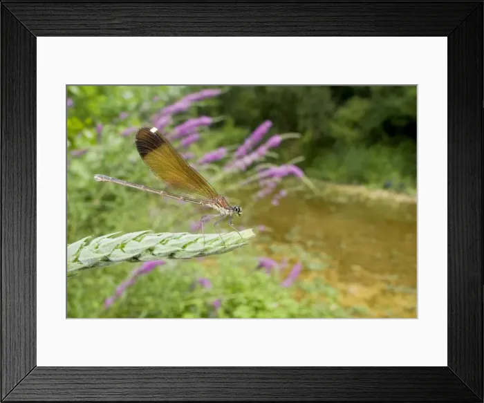 Framed Print : Copper Demoiselle Dragonfly - female in habitat Framed Print : Copper Demoiselle Dragonfly - female in habitat