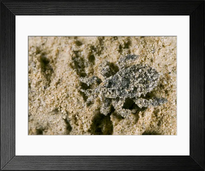 Framed Print : Masked Hunter - Nymph covered in sand Framed Print : Masked Hunter - Nymph covered in sand