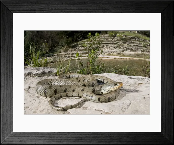 Framed Print : Grass Snake - basking near a stream - Sicily Framed Print : Grass Snake - basking near a stream - Sicily