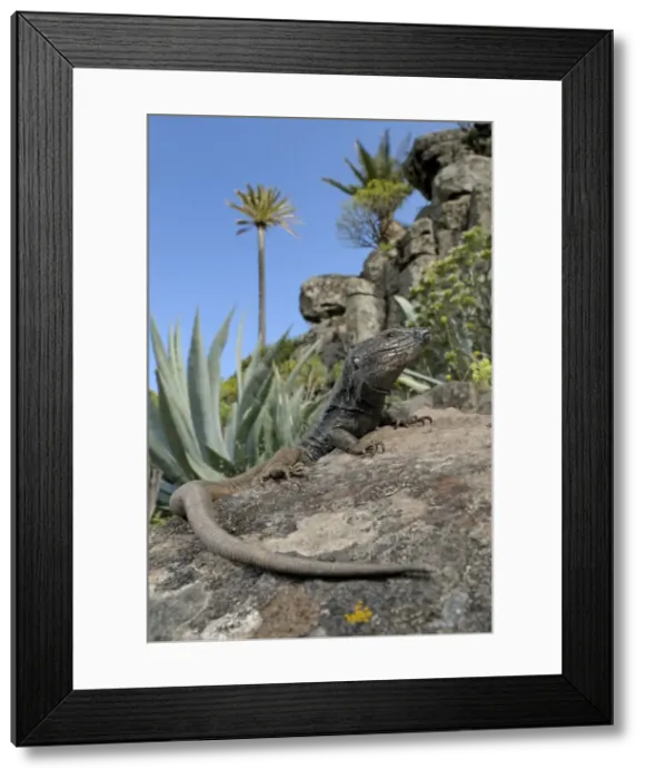Framed Print : Boettger's Lizard - male in La Gomera habitat - Canary Islands Framed Print : Boettger's Lizard - male in La Gomera habitat - Canary Islands