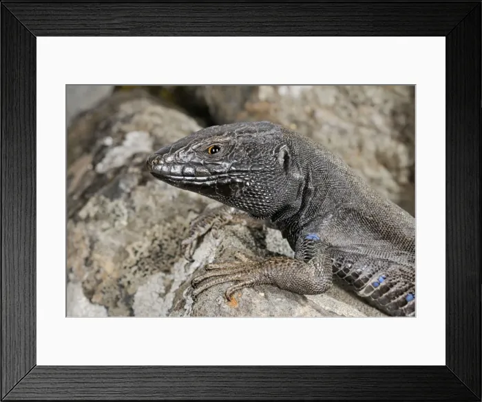 Framed Print : Boettger's Lizard - male - La Gomera - Canary Islands Framed Print : Boettger's Lizard - male - La Gomera - Canary Islands