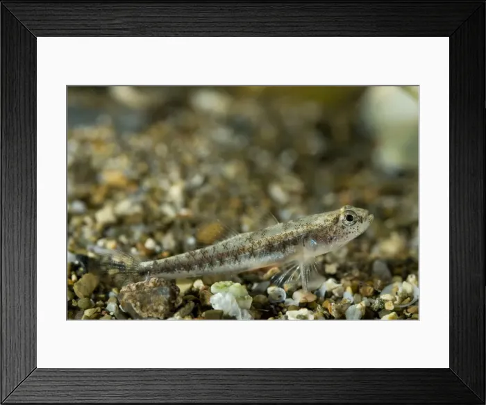 Framed Print : Lagoon Gobies - male - Italy Framed Print : Lagoon Gobies - male - Italy