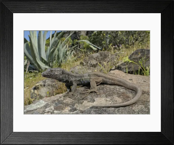 Framed Print : Boettger's Lizard - male in habitat - Canary Islands Framed Print : Boettger's Lizard - male in habitat - Canary Islands