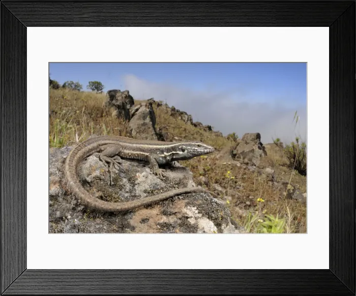 Framed Print : Boettger's Lizard - female - La Gomera - Canary Islands Framed Print : Boettger's Lizard - female - La Gomera - Canary Islands
