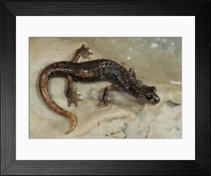 Framed Print : Italian Cave Salamander - Central Italy Framed Print : Italian Cave Salamander - Central Italy
