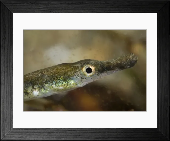 Framed Print : Black-striped Pipefish - juvenile Framed Print : Black-striped Pipefish - juvenile