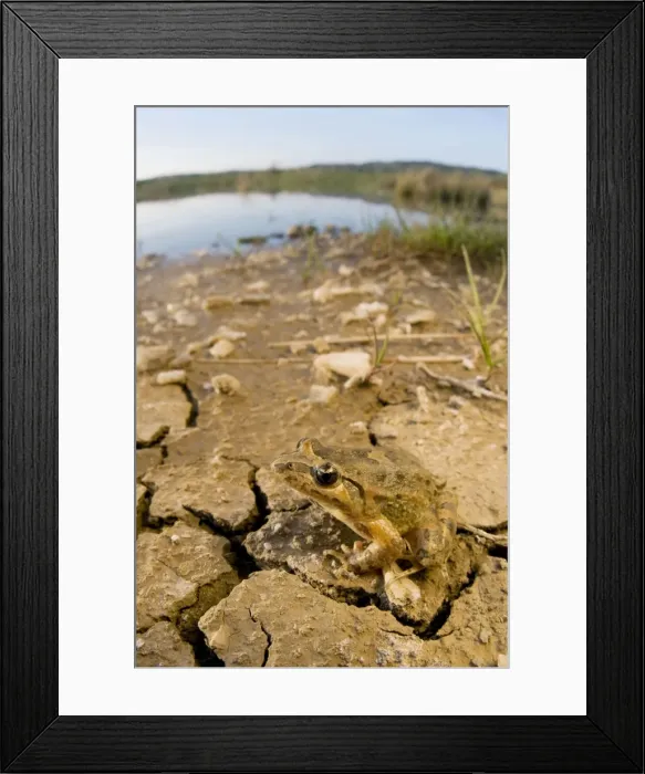 Framed Print : Painted Frog - near a pond - Sicily Framed Print : Painted Frog - near a pond - Sicily