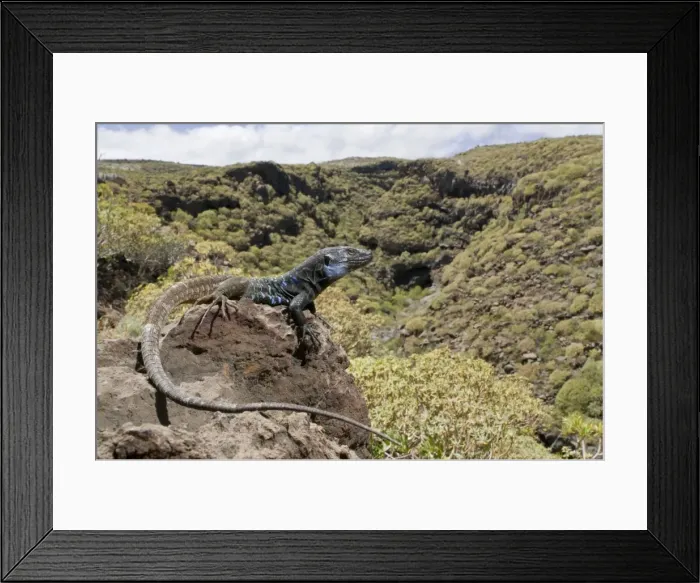 Framed Print : Tenerife Lizard - male in habitat - Tenerife - Canary Islands Framed Print : Tenerife Lizard - male in habitat - Tenerife - Canary Islands