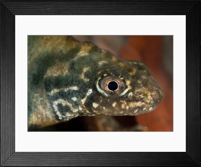 Framed Print : Italian Crested Newt - Italy Framed Print : Italian Crested Newt - Italy