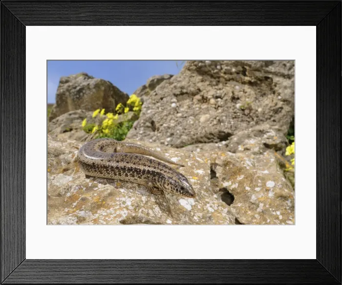 Framed Print : Ocellated Skink - in habitat - Sicily Framed Print : Ocellated Skink - in habitat - Sicily