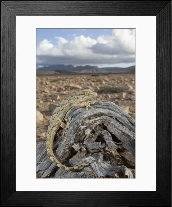 Framed Print : East Canary Gecko - in habitat - Fuerteventura - Canary Islands Framed Print : East Canary Gecko - in habitat - Fuerteventura - Canary Islands