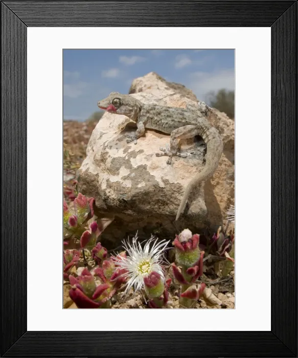 Framed Print : Tenerife / Tenerife Wall Gecko - in its habitat - Tenenife - Canary Islands Framed Print : Tenerife / Tenerife Wall Gecko - in its habitat - Tenenife - Canary Islands