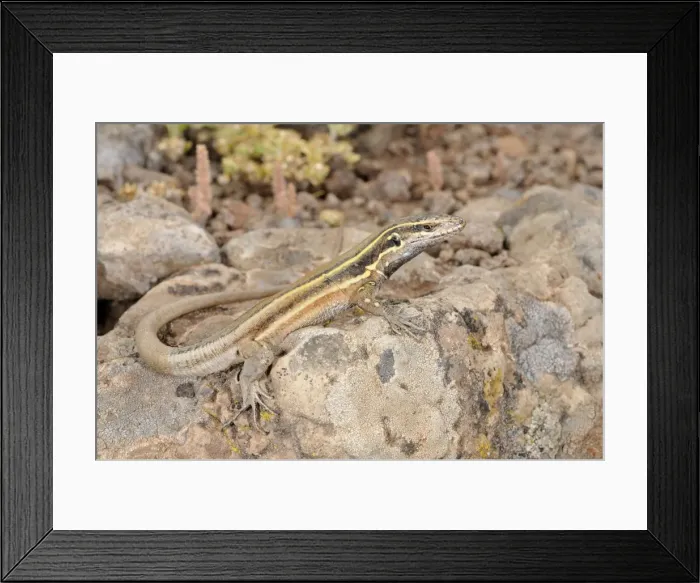 Framed Print : Boettger's Lizard - young - La Gomera - Canary Islands