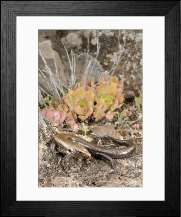 Framed Print : West Canary Skink - La Gomera - Canary Islands Framed Print : West Canary Skink - La Gomera - Canary Islands
