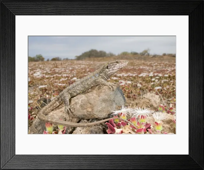 Framed Print : Tenerife Lizard - female in habitat - Tenerife - Canary Islands Framed Print : Tenerife Lizard - female in habitat - Tenerife - Canary Islands