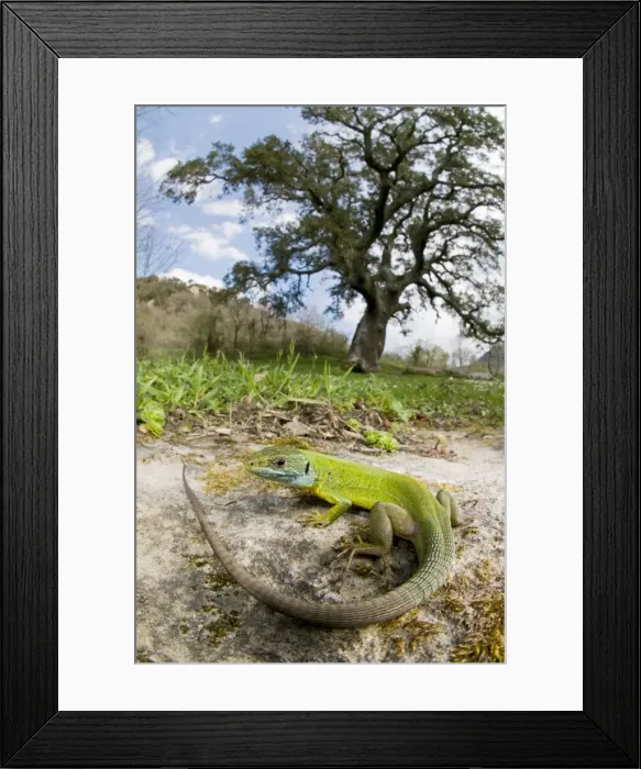 Framed Print : Western Green Lizard - female in habitat - Sicily - Italy Framed Print : Western Green Lizard - female in habitat - Sicily - Italy