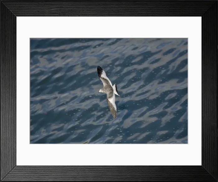 Framed Print : Sabines Gull - juvenile vagrant in flight - Blenhiem Palace Oxon UK September Framed Print : Sabines Gull - juvenile vagrant in flight - Blenhiem Palace Oxon UK September