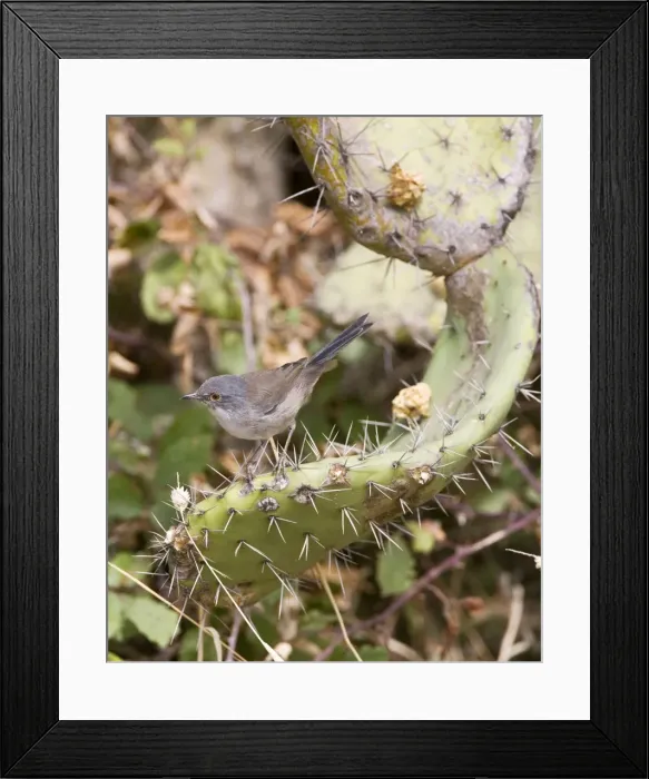 Framed Print : Sardinian Warbler - female perched on Prickly Pear - Tarifa Spain - September Framed Print : Sardinian Warbler - female perched on Prickly Pear - Tarifa Spain - September