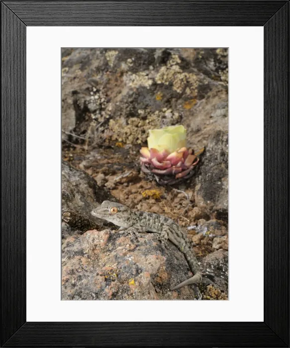 Framed Print : La Gomera Gecko - in its rocky habitat - La Gomera - Canary Islands Framed Print : La Gomera Gecko - in its rocky habitat - La Gomera - Canary Islands