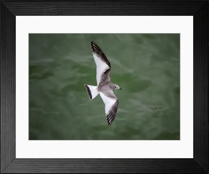 Framed Print : Sabines Gull - juvenile vagrant in flight - Blenhiem Palace - Oxon - UK September Framed Print : Sabines Gull - juvenile vagrant in flight - Blenhiem Palace - Oxon - UK September