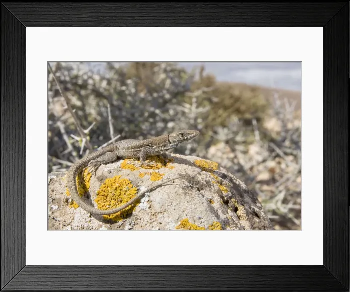 Framed Print : Atlantic Lizard - young female in habitat - Fuerteventura - Canary Islands