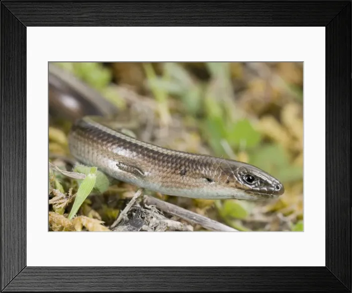Framed Print : Italian Three-toed Skink - Sicily Framed Print : Italian Three-toed Skink - Sicily