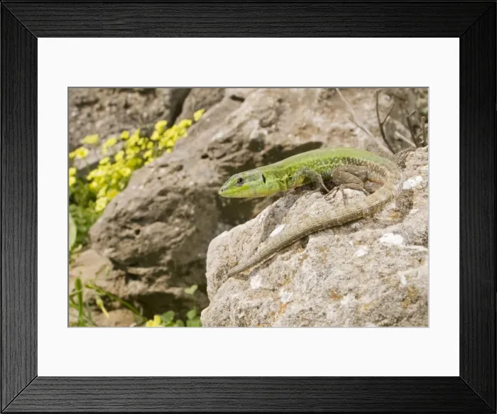 Framed Print : Sicilian Wall Lizard - in habitat - Sicily - Italy Framed Print : Sicilian Wall Lizard - in habitat - Sicily - Italy