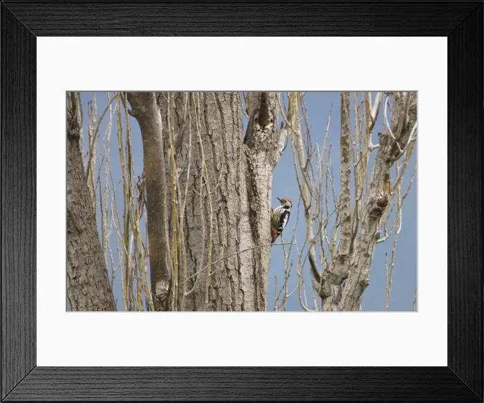 Framed Print : Middle Spotted Woodpecker - Turkey Spring Framed Print : Middle Spotted Woodpecker - Turkey Spring