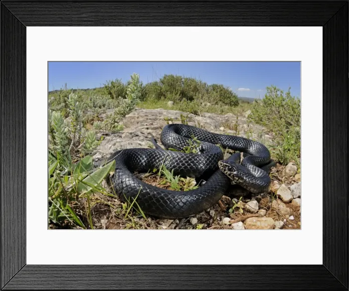 Framed Print : Western Whip Snake - in habitat - Sicily Framed Print : Western Whip Snake - in habitat - Sicily
