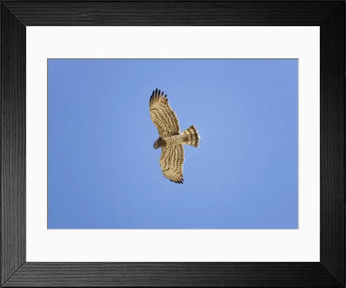 Framed Print : Short-toed Eagle - adult in flight on migration over Tarifa Spain September Framed Print : Short-toed Eagle - adult in flight on migration over Tarifa Spain September