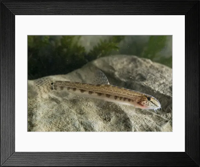 Framed Print : Italian Spined Loach - Italy Framed Print : Italian Spined Loach - Italy