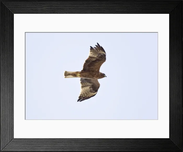 Framed Print : Booted Eagle - juvenile in flight on migration - Tarifa Spain Framed Print : Booted Eagle - juvenile in flight on migration - Tarifa Spain