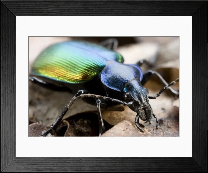 Framed Print : Forest Caterpillar Hunter Framed Print : Forest Caterpillar Hunter