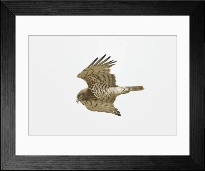 Framed Print : Short-toed Eagle - adult in flight hunting on migration over Tarifa Spain September Framed Print : Short-toed Eagle - adult in flight hunting on migration over Tarifa Spain September
