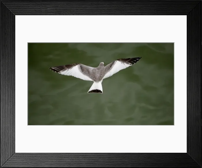 Framed Print : Sabines Gull - juvenile vagrant in flight - Blenhiem Palace Oxon UK September Framed Print : Sabines Gull - juvenile vagrant in flight - Blenhiem Palace Oxon UK September