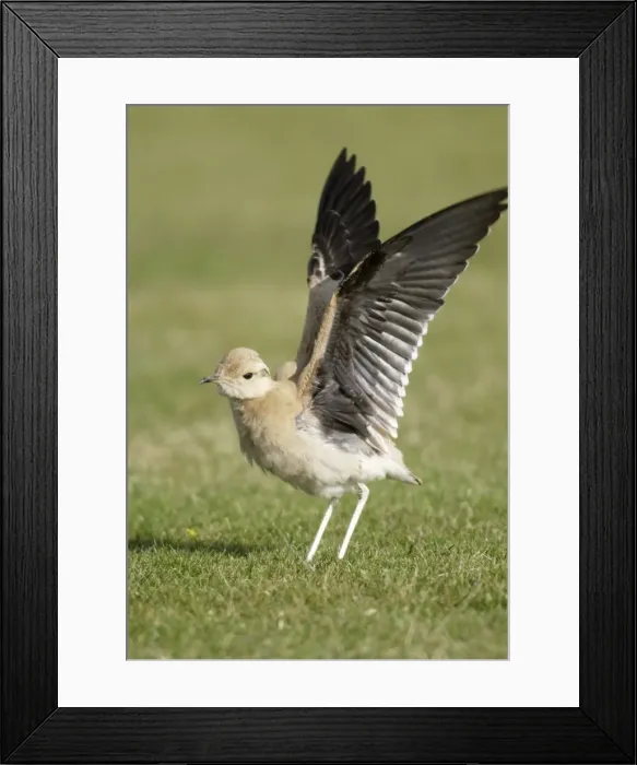 Framed Print : Cream-Coloured Courser - juvenile - wing stretching - vagrant - Isles of Scilly - October Framed Print : Cream-Coloured Courser - juvenile - wing stretching - vagrant - Isles of Scilly - October