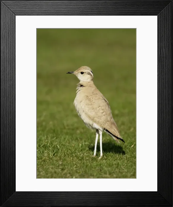 Framed Print : Cream-Coloured Courser - juvenile - vagrant - Isles of Scilly October Framed Print : Cream-Coloured Courser - juvenile - vagrant - Isles of Scilly October