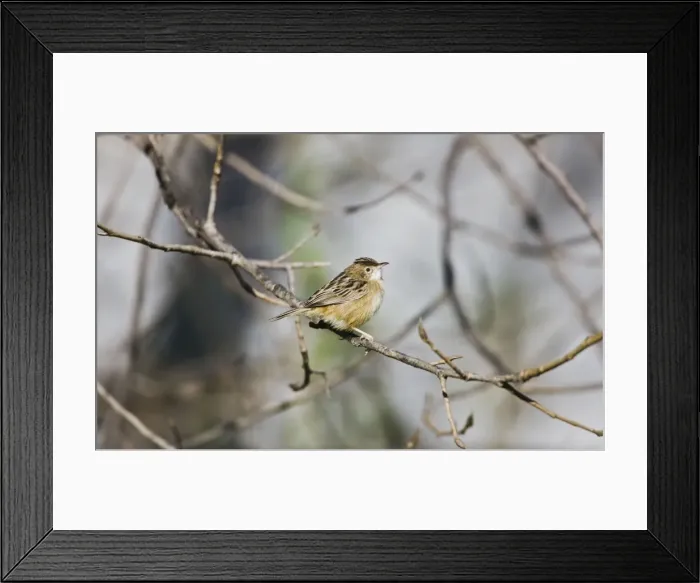 Framed Print : Zitting Cisticola / Streaked Fantail Warbler - perched - Spain Framed Print : Zitting Cisticola / Streaked Fantail Warbler - perched - Spain