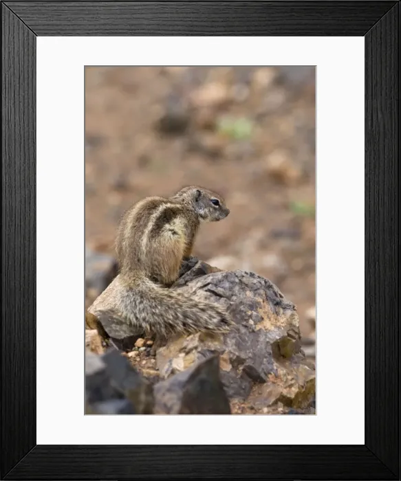 Framed Print : Barbary Ground Squirrel - Fuerteventura - Canary Islands Framed Print : Barbary Ground Squirrel - Fuerteventura - Canary Islands