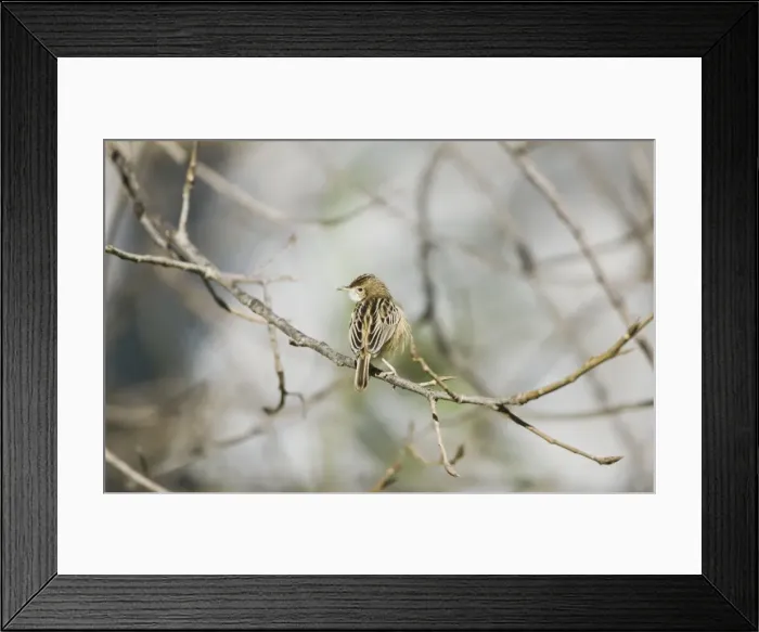 Framed Print : Zitting Cisticola / Streaked Fantail Warbler - perched - Spain Framed Print : Zitting Cisticola / Streaked Fantail Warbler - perched - Spain