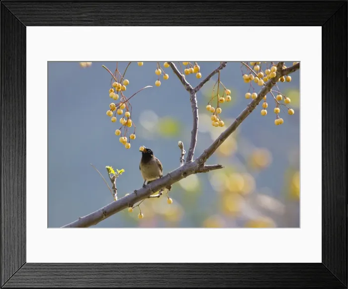 Framed Print : Spectacled Bulbul - eating berries - Turkey Spring Framed Print : Spectacled Bulbul - eating berries - Turkey Spring