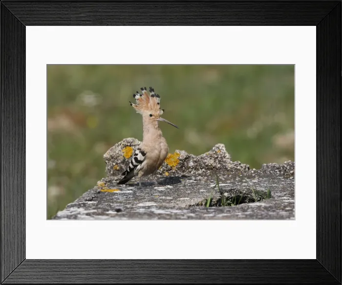 Framed Print : Hoopoe - with raised crest - Spain April Framed Print : Hoopoe - with raised crest - Spain April