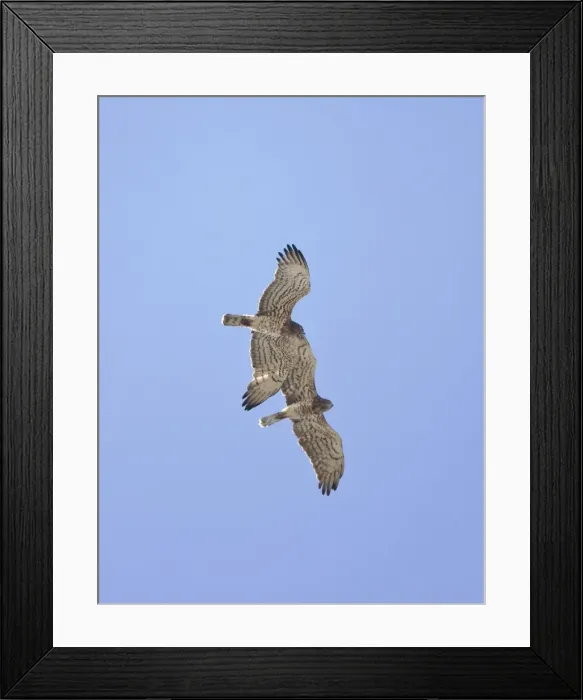 Framed Print : Short-toed Eagle - adults in flight on migration over Tarifa Spain September Framed Print : Short-toed Eagle - adults in flight on migration over Tarifa Spain September