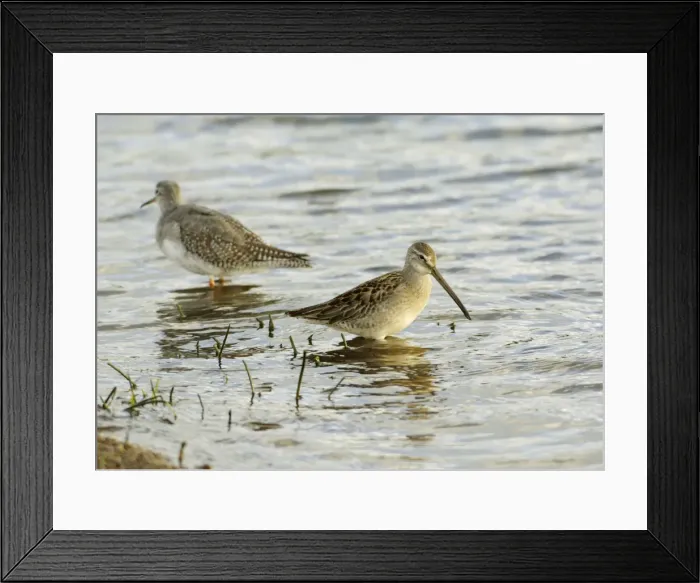 Framed Print : Long-billed Dowitcher - feeding vagrant - Cornwall - UK - October Framed Print : Long-billed Dowitcher - feeding vagrant - Cornwall - UK - October