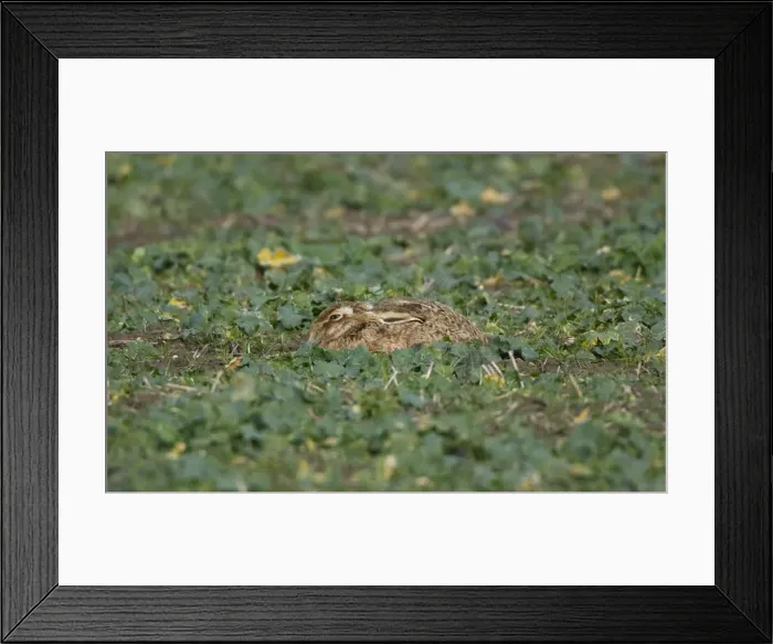 Framed Print : Brown Hare - laying flat in winter brasica Oxordshire February Framed Print : Brown Hare - laying flat in winter brasica Oxordshire February