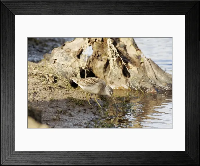 Framed Print : Long-billed Dowitcher - feeding vagrant - Cornwall - UK - October Framed Print : Long-billed Dowitcher - feeding vagrant - Cornwall - UK - October